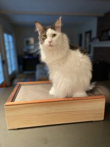 Cat on a wooden Box